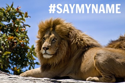 SayMyName - Male Lion on Rock