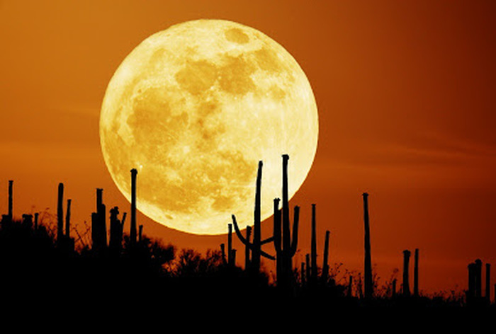 Saguaro Moon - Credit & Copyright: Stefan Seip